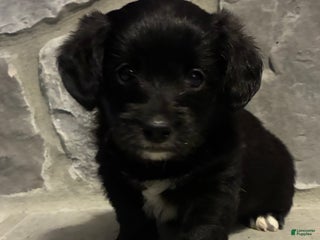 Corgipoo dogs - Ad 38