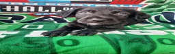Mixed Breed dogs for sale: Officer Bronco - Ad 10