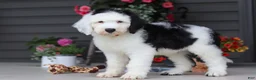Sheepadoodle dogs for sale: Bentley - Ad 5