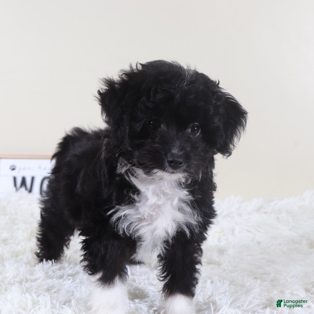 Mini Aussiedoodle dogs for sale: Mini Aussiedoodle Puppy Woody - Ad 5