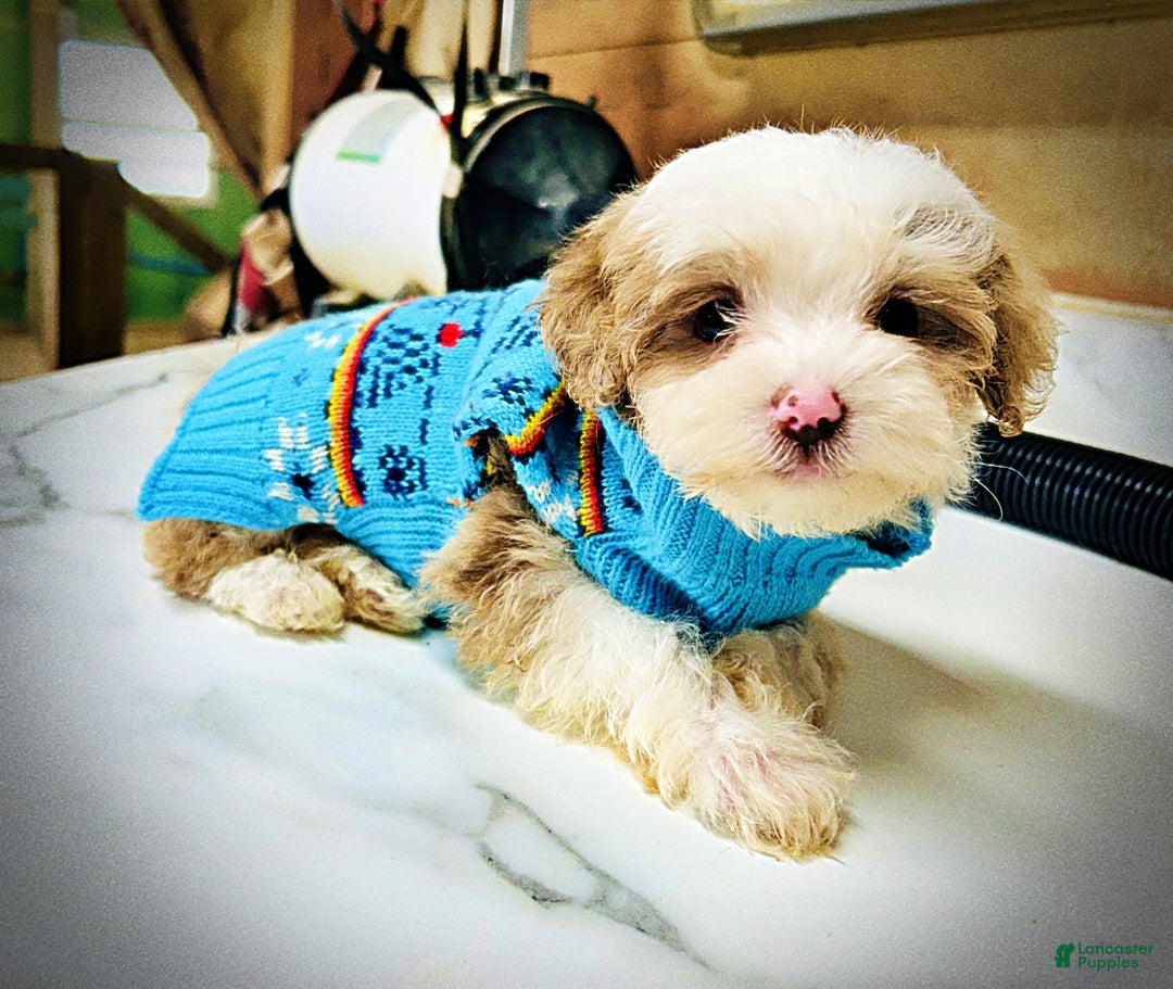 Havapoo dogs for sale: Whisper - Ad 4