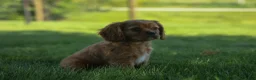 Cavalier King Charles Spaniel dogs for sale: Ford 💙 - Ad 15