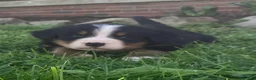 Bernese Mountain Dog dogs for sale: Blaze  - Ad 6