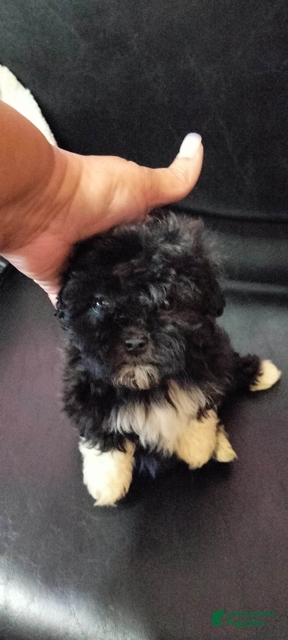 Mixed Breed dogs for sale: Mixed Breed Puppy 1 - Ad 2