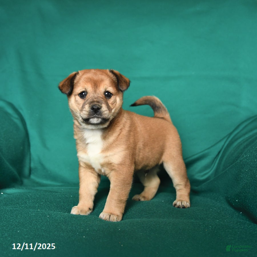 Mixed Breed dogs Jay - Ad 32