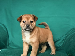 Mixed Breed dogs Jay - Ad 30