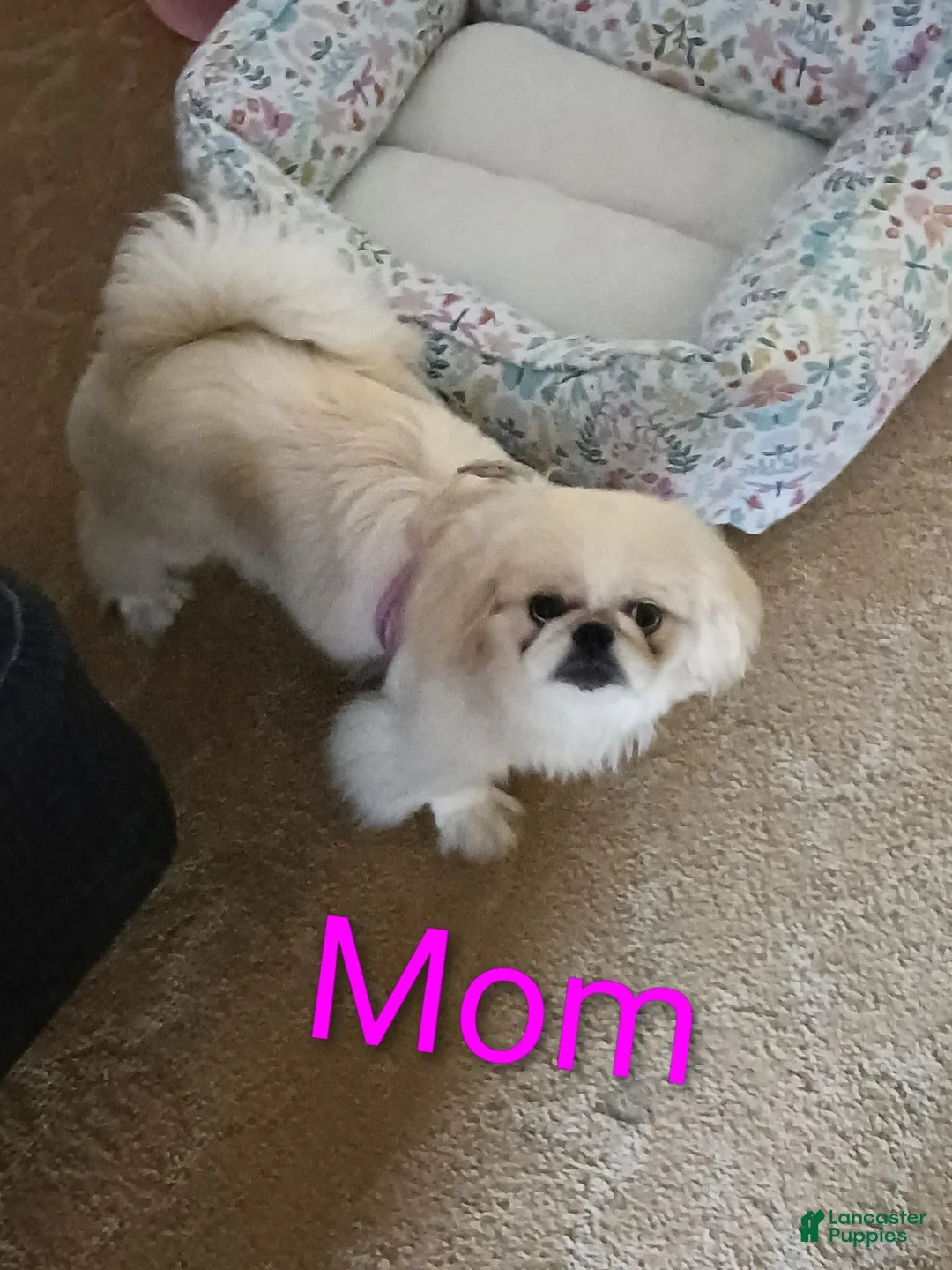Pekingese dogs for sale: Monty - Ad 6