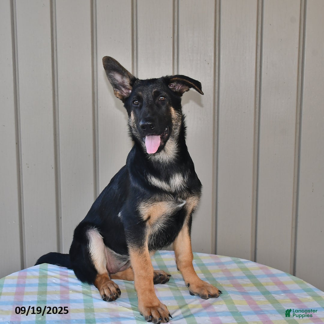 German Shepherd dogs for sale: Kelsey - Ad 9