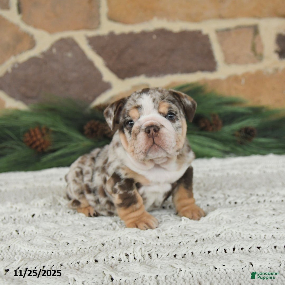 English Bulldog dogs for sale: Caramel Latte - Ad 2
