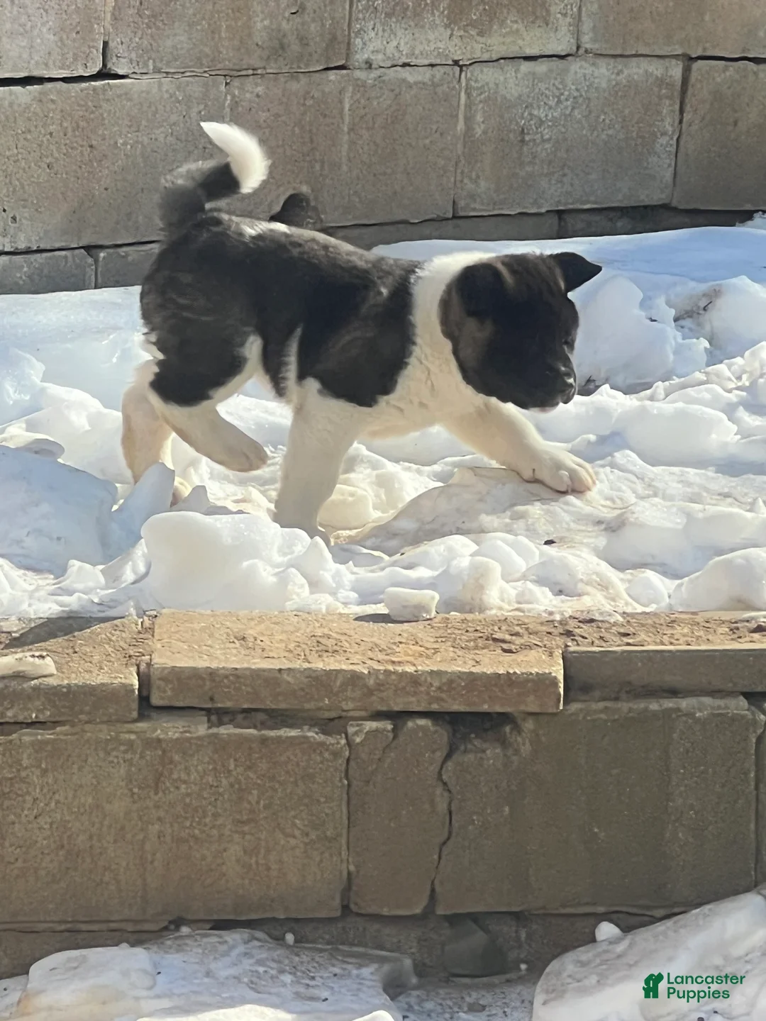 Akita dogs for sale: Cupid - Ad 10