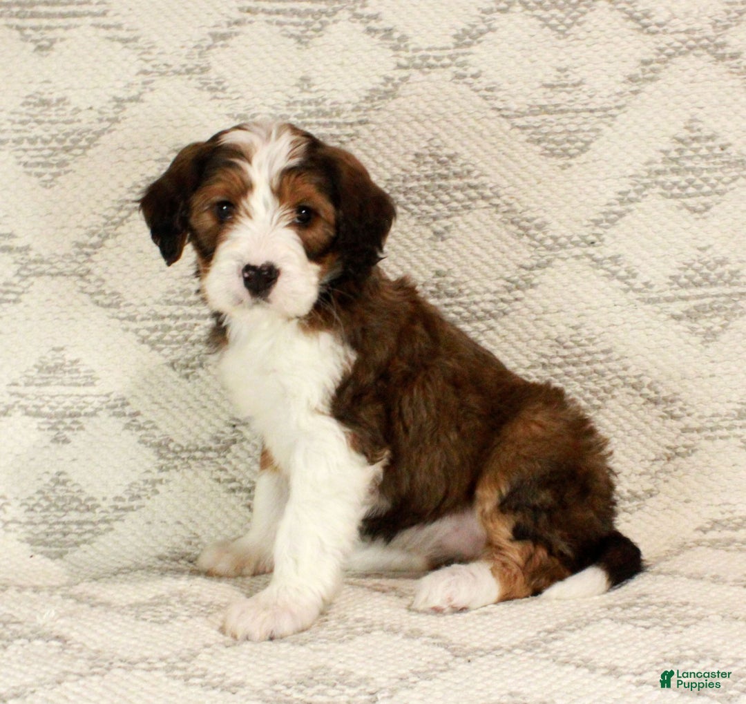 Bernedoodle dogs for sale: Willow  - Ad 6