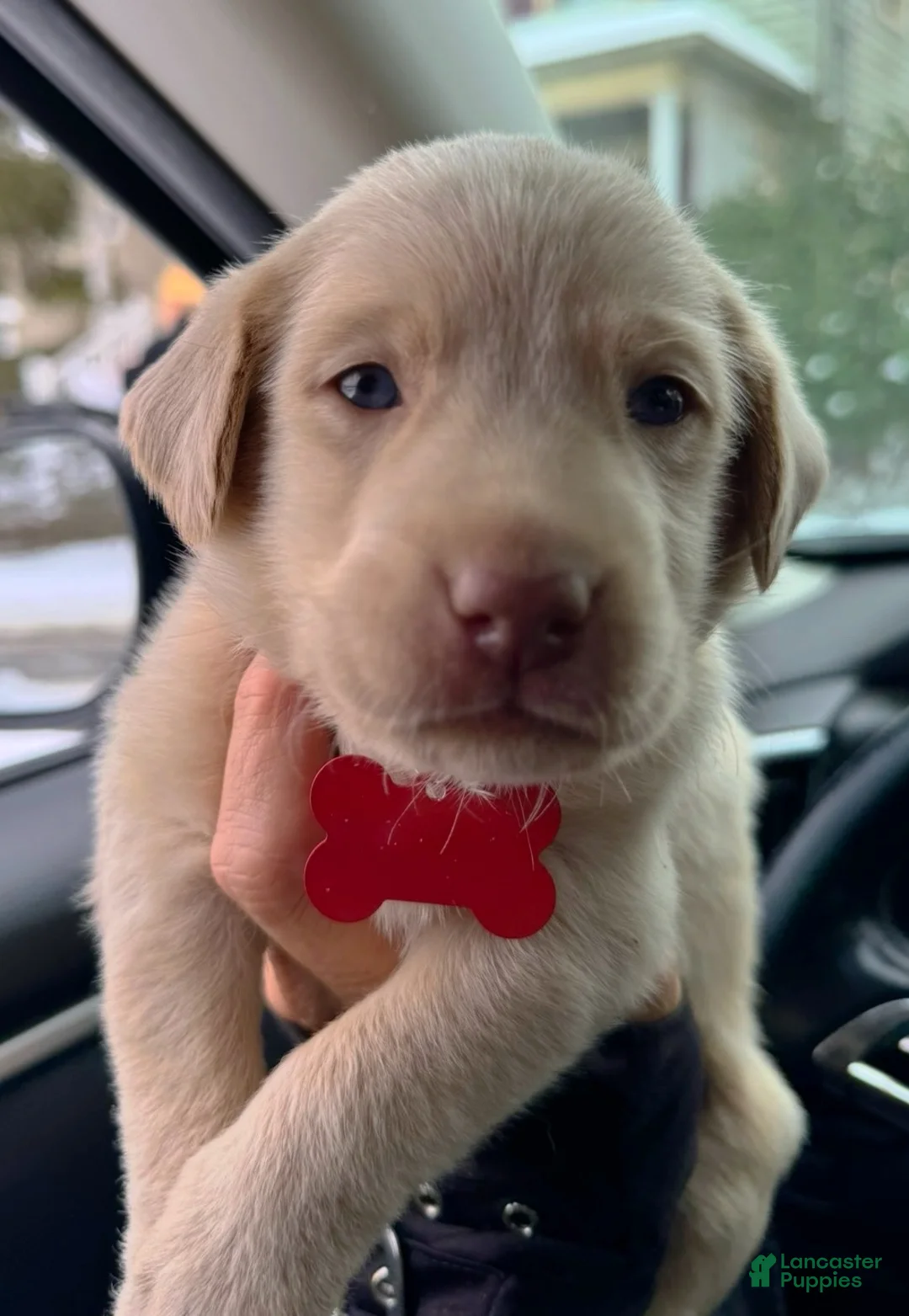 Labrador Retriever dogs for sale: Labrador Retriever Puppy 1 - Ad 13