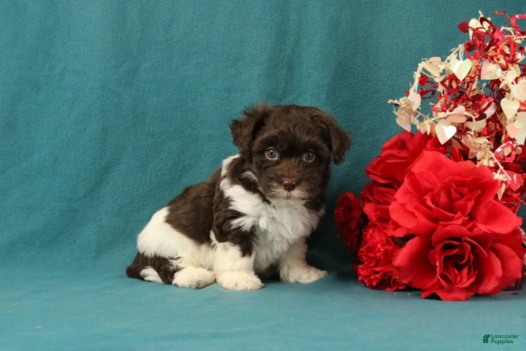 Mixed Breed dogs for sale: Preston - Ad 2