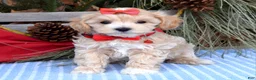 Maltipoo dogs for sale: Missy - Ad 6