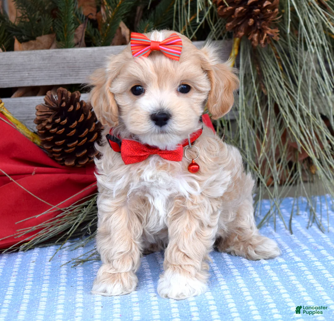 Maltipoo dogs for sale: Missy - Ad 6