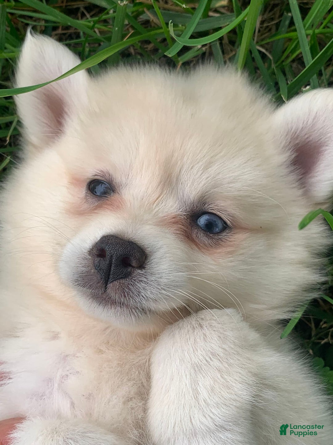 Alaskan Klee Kai dogs for sale: Fluffy Lil Tiki - Ad 8