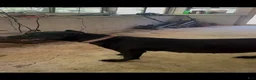 Cane Corso dogs for sale: Khoas  - Ad 3