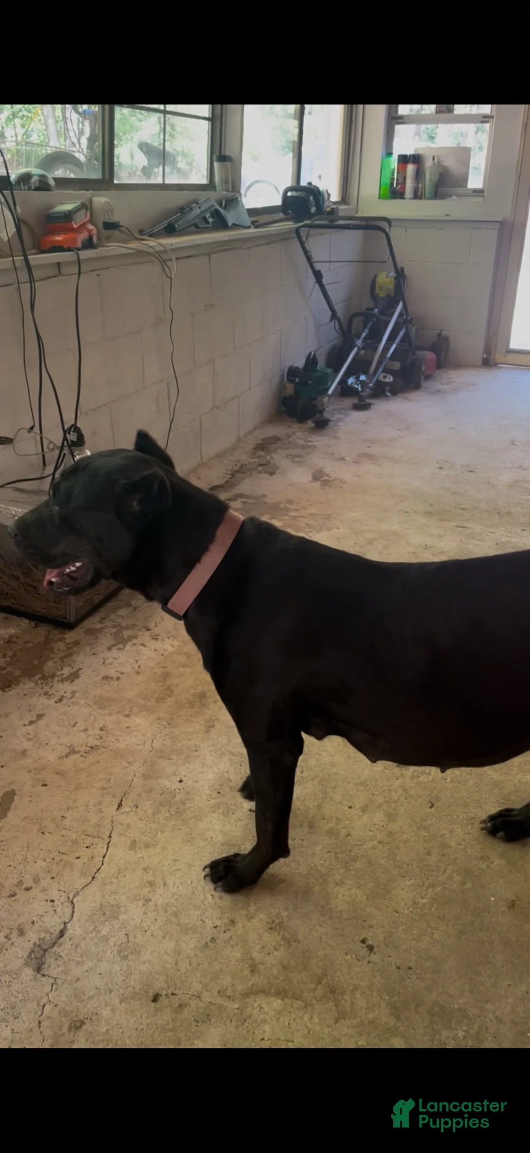 Cane Corso dogs for sale: Khoas  - Ad 3