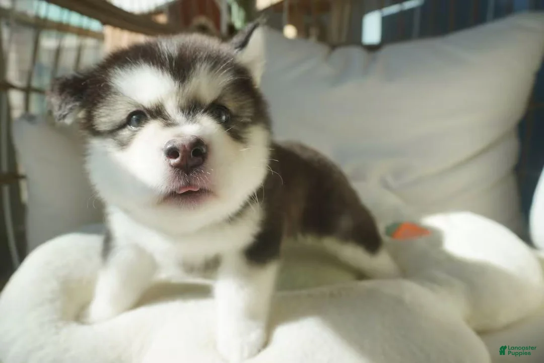 Alaskan Malamute dogs for sale: Saseme - Ad 4