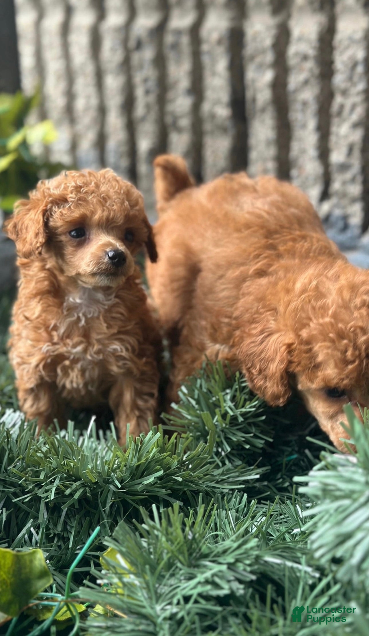 Toy Poodle dogs AKC Nico (Teacup) - Ad 12