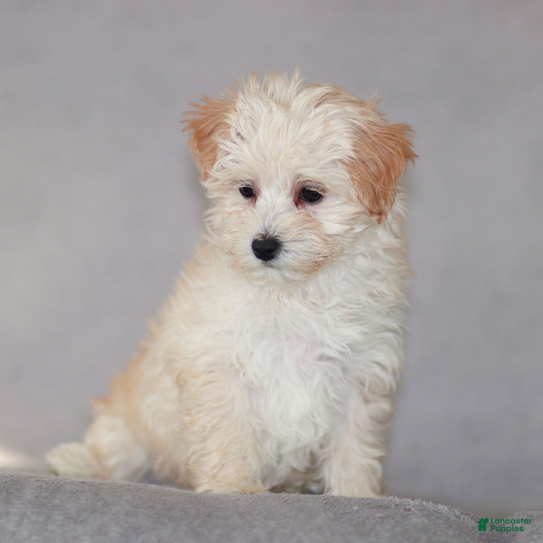 Maltipoo dogs for sale: Sally - Ad 2