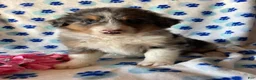 Mixed Breed dogs for sale: Monty - Ad 1