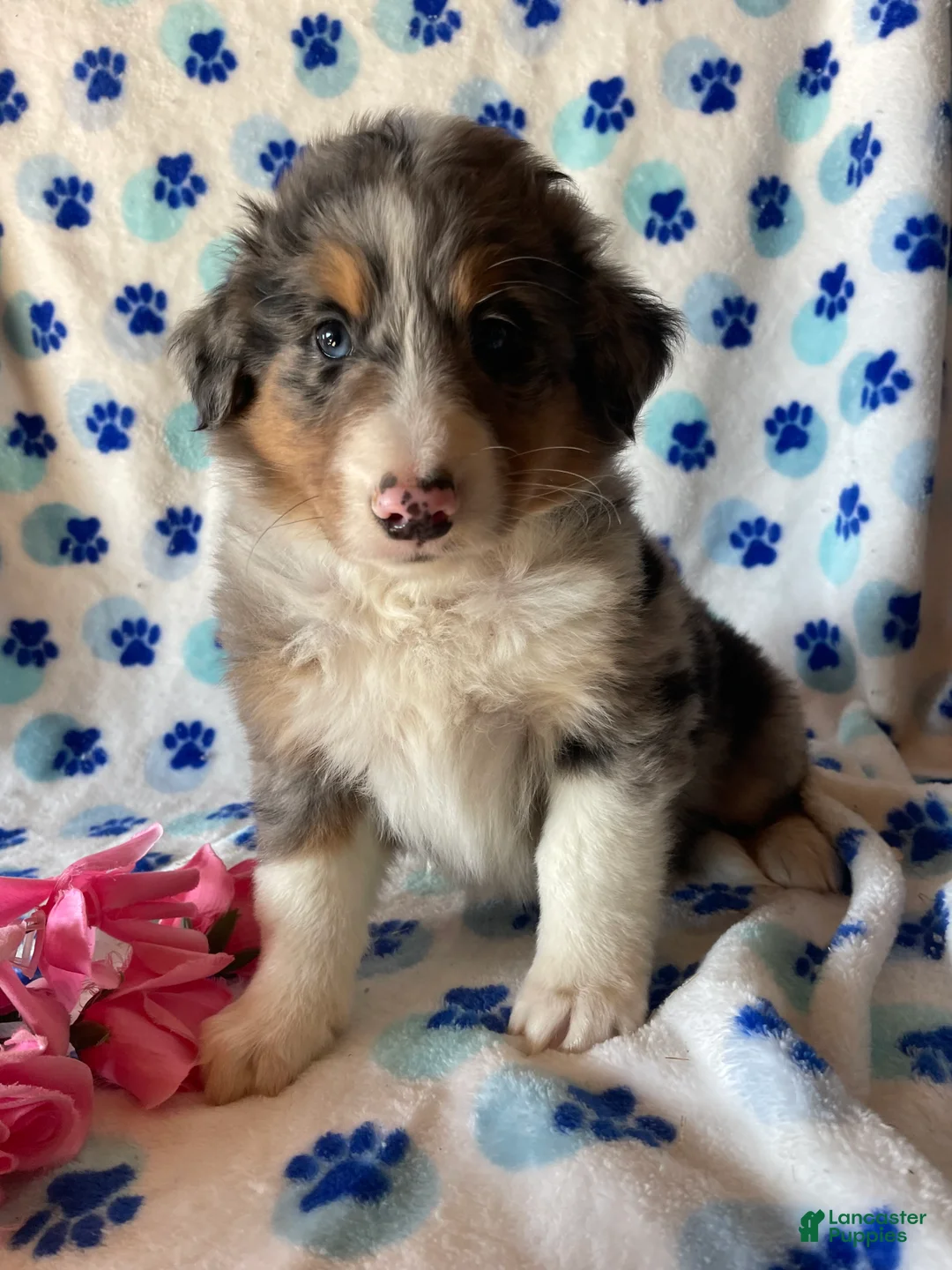 Mixed Breed dogs for sale: Monty - Ad 1