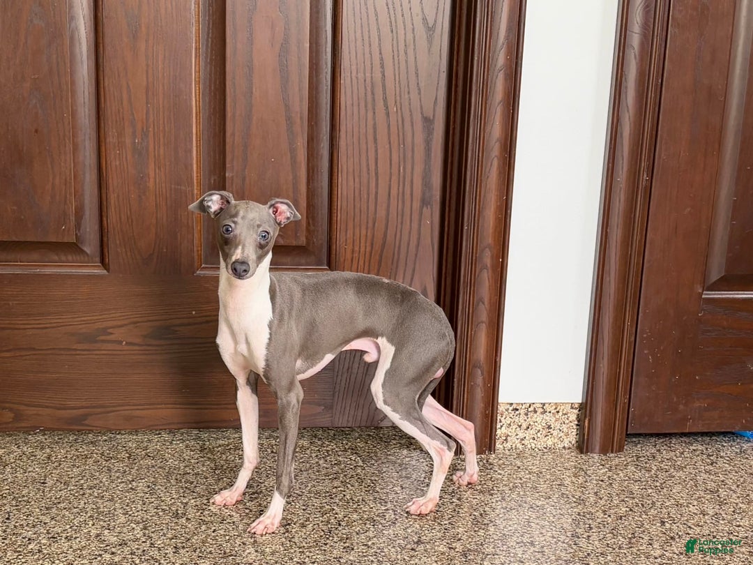 Italian Greyhound dogs for sale: Clayton - Ad 2