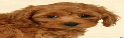 Cockapoo dogs for sale: Angel - Ad 9
