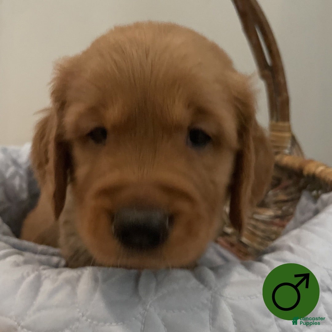 Golden Retriever dogs Golden Retriever 3 - Ad 23