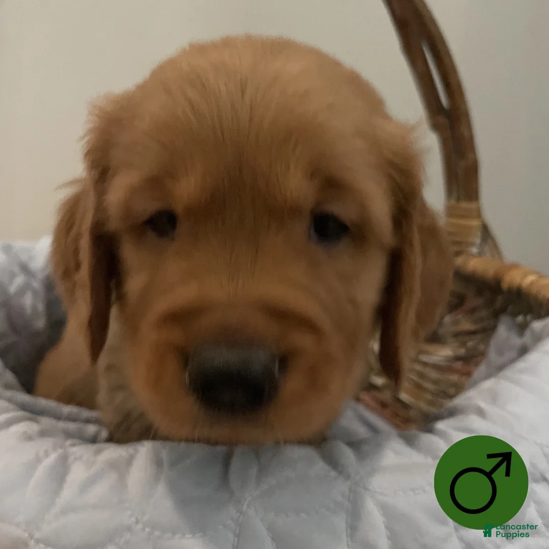 Golden Retriever dogs for sale: Golden Retriever 3 - Ad 1