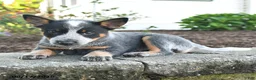 Australian Cattle Dog dogs for sale: Freya - Ad 4