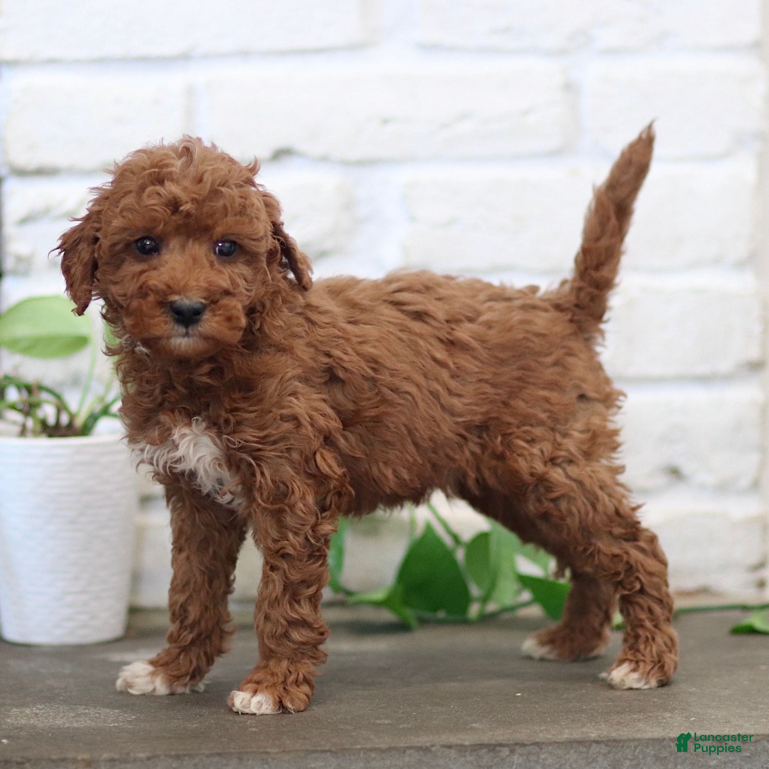 Mini Goldendoodle dogs Red  - Ad 1