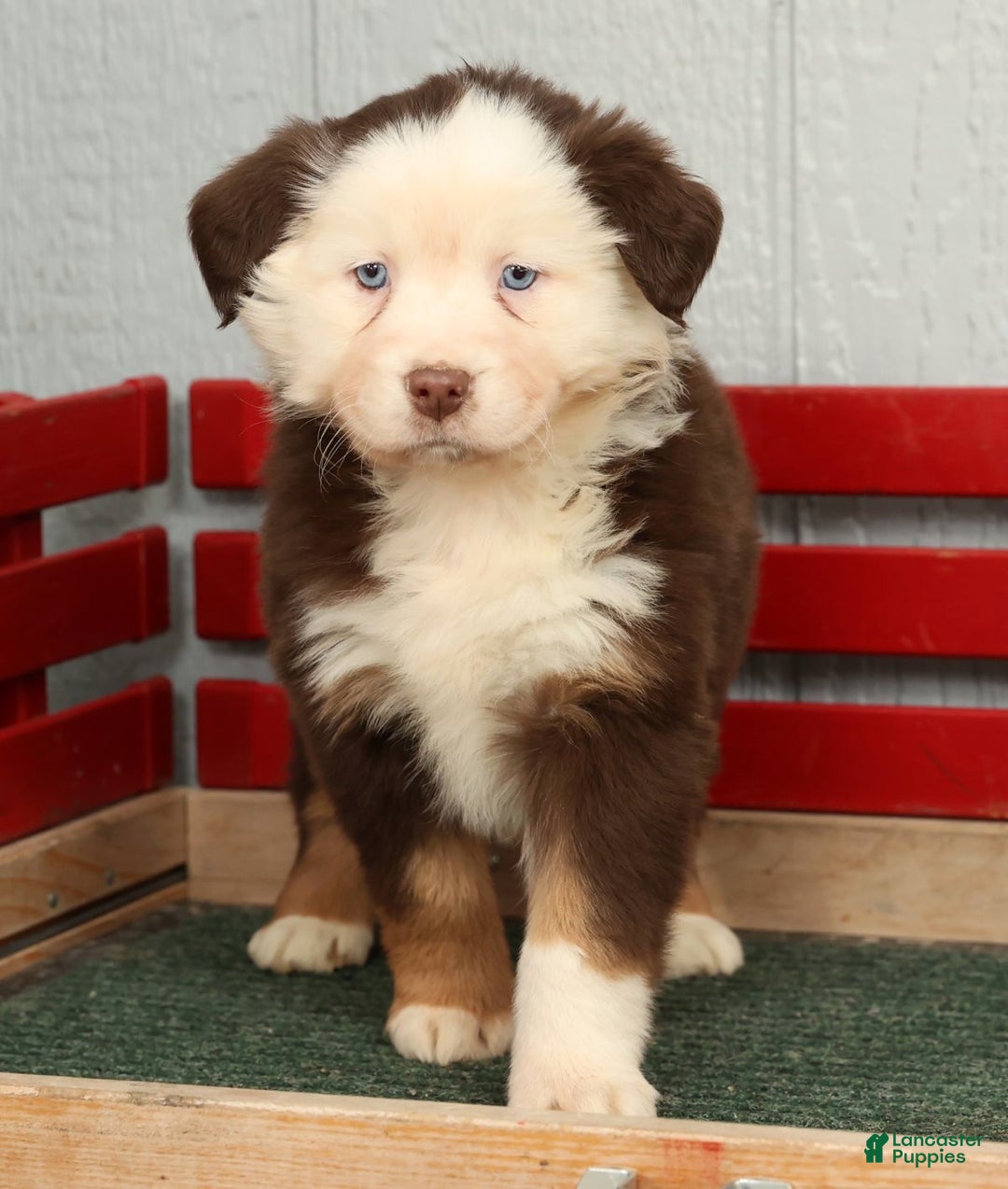 Australian Shepherd dogs for sale: Elisa - Ad 4