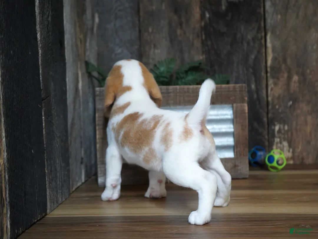 Beagle dogs for sale: Walker - Ad 2
