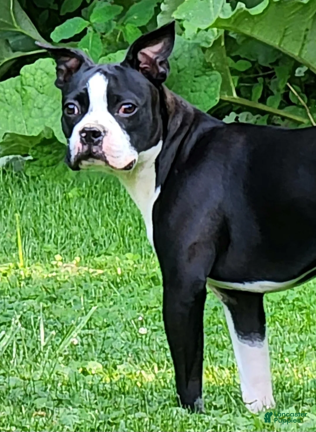 Boston Terrier dogs for sale: Jet - Ad 2