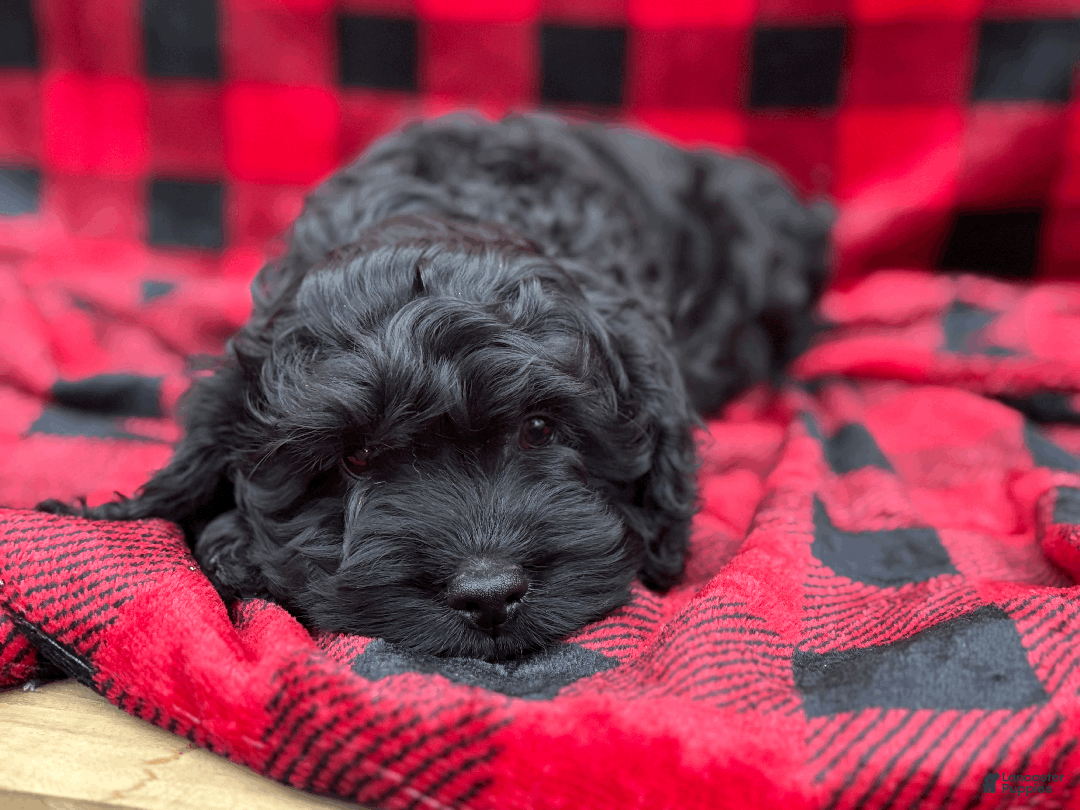 Cockapoo dogs for sale: Blaze - Ad 2