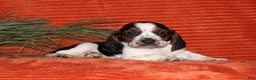 Basset Hound dogs for sale: Sammy - Ad 3