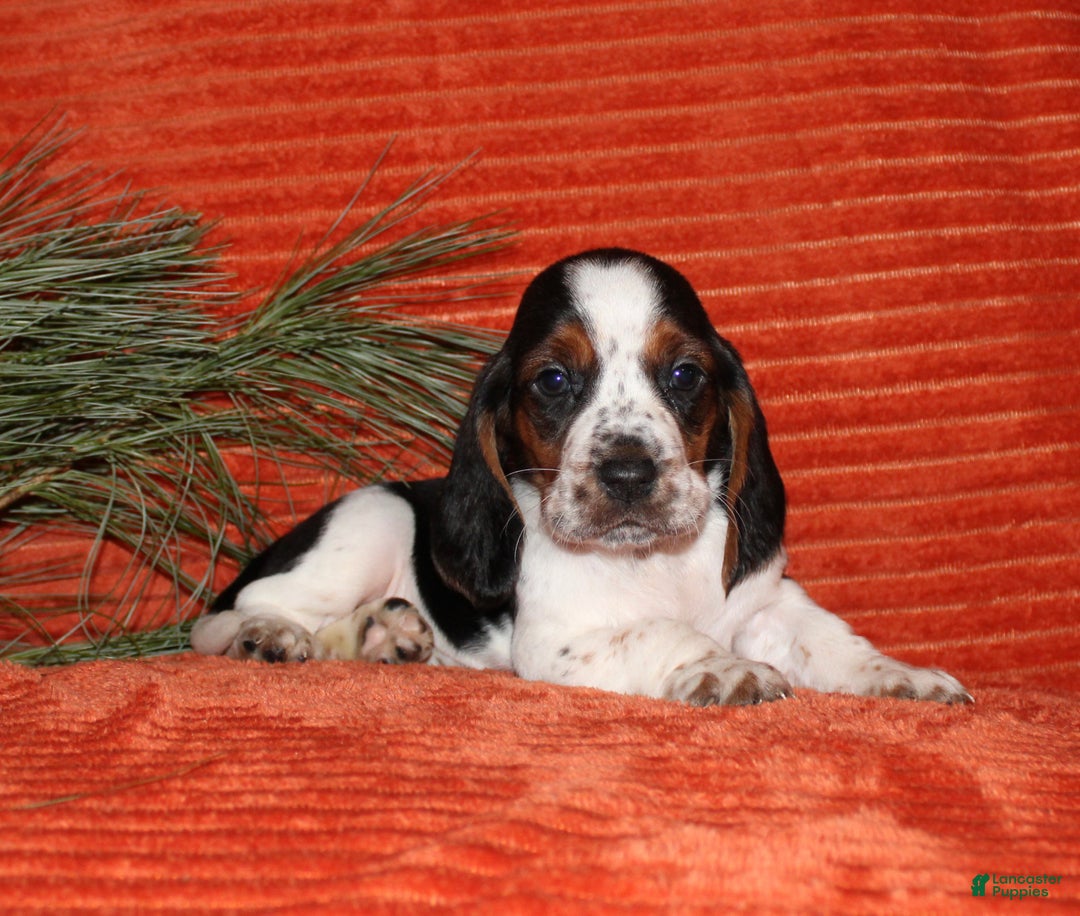 Basset Hound dogs for sale: Sammy - Ad 3