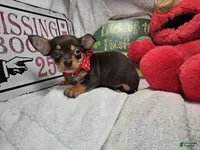 Chihuahua dogs Wolfgang Amado - Ad 37