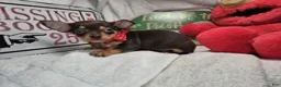 Chihuahua dogs for sale: Wolfgang Amado - Ad 4