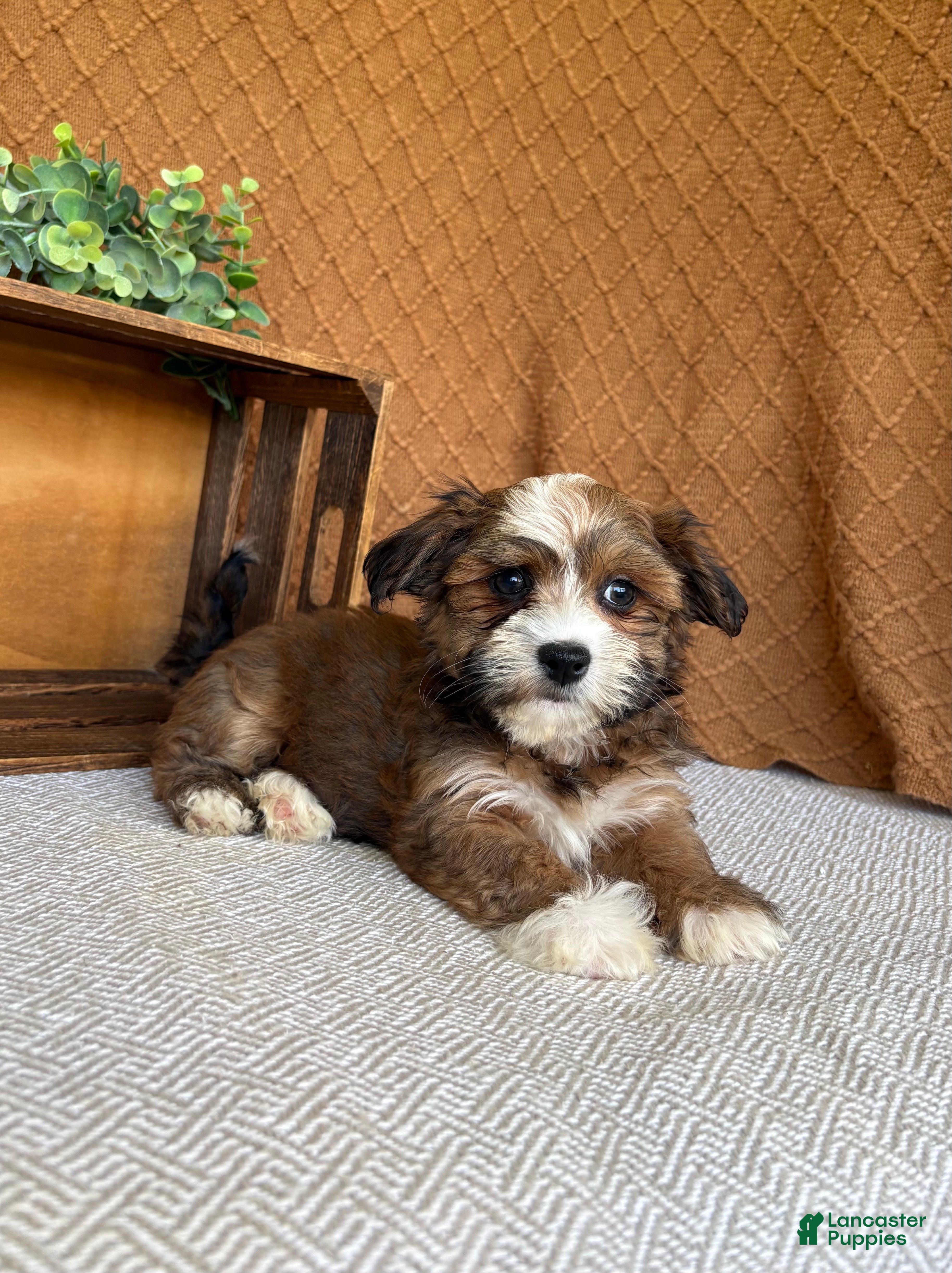 Havanese dogs Ayla  - Ad 1
