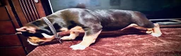 American Bully dogs for sale: American Bully Puppy 1 - Ad 35