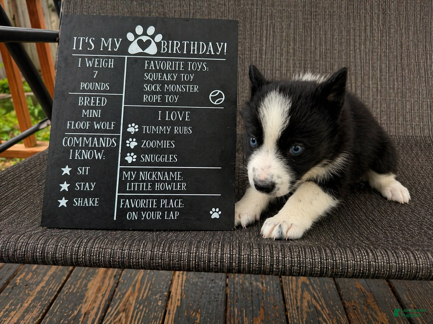 Mixed Breed dogs Skye - Ad 7
