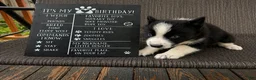 Mixed Breed dogs for sale: Skye - Ad 1