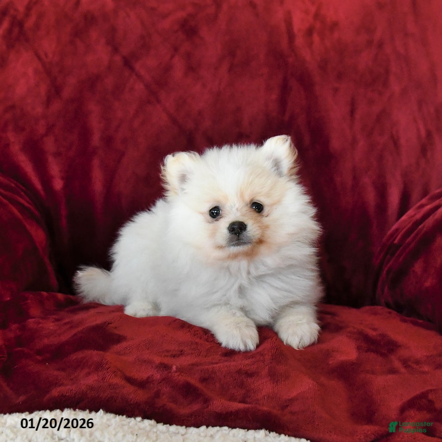 Pomeranian dogs Fluffy - Ad 2