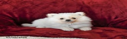 Pomeranian dogs for sale: Fluffy - Ad 2