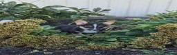 Welsh Corgi Pembroke dogs for sale: Sage - Ad 3
