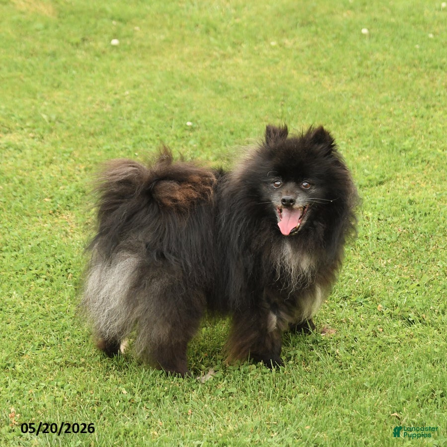 Pomeranian dogs Pepper - Ad 1