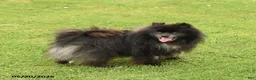 Pomeranian dogs for sale: Pepper - Ad 1